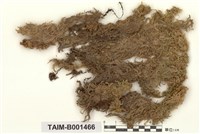 藏品(泥炭苔屬)的圖片